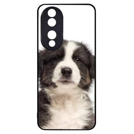 A legédesebb ausztrál juhász kis kutya Honor 90 tok